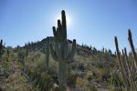 PICTURES/Desert Botanical Gardens - Wild Rising Cracking Art/t_Artsy1.JPG